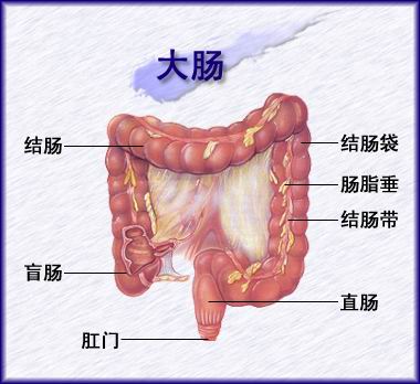 直肠处于消化道的末端,位于盆腔内,下端连着肛门,属于我们肠道最底端